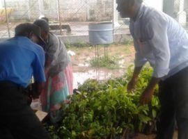 Sapling-plants-distribution-to-AMMAN-TRY-dealers-green-environment