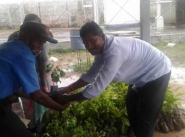 Sapling-plants-distribution-to-AMMAN-TRY-dealers-seed-with-steel